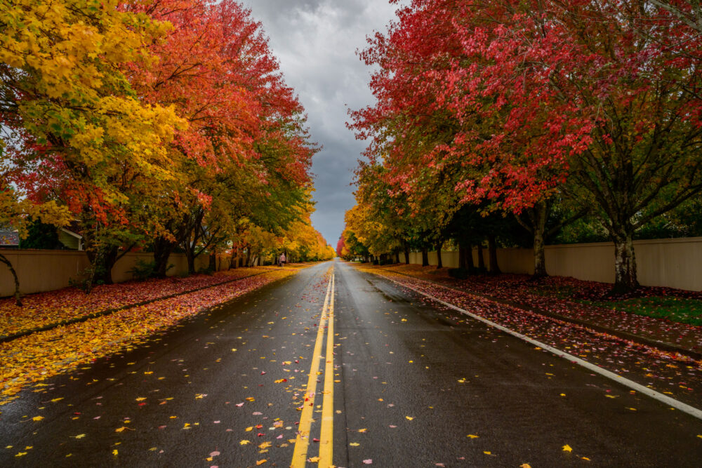 Fall Shot In Vancouver, Wa. Autumn Avenue